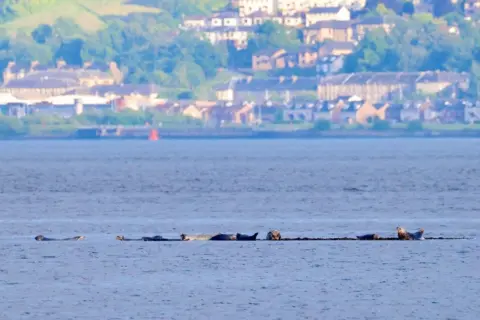 Graham Christie Grey seals in the water with houses and fields on the other side of the Firth. 