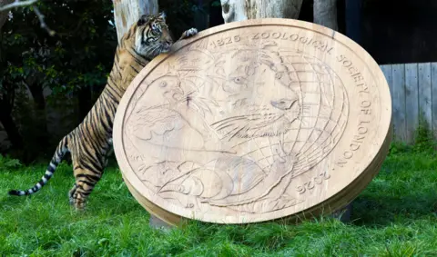 PA Media Tiger jumps on a carved wooden replica of the £2 coin
