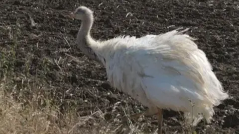 A rhea in a field.