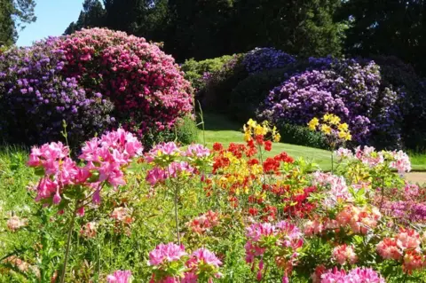 Ashridge House Pink, purple and red rhododendron blossoms at Ashridge House