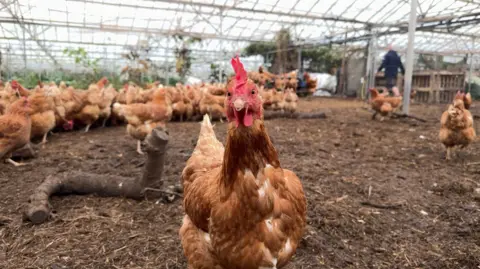 A brown chicken looking at the camera, 