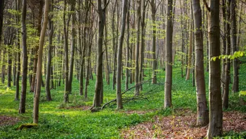 Getty Images Young broadleaf woodland, with the image showing more than 50 trees on grass. 