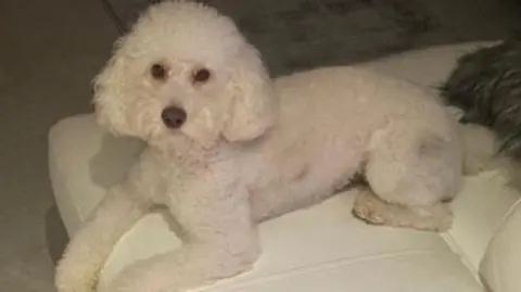 A photo of a white cockapoo sat down on a white sofa