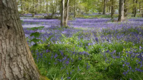 Shaun Whitmore/BBC A field of bluebells underneath some trees with sunlight coming through the trees' leaves. 