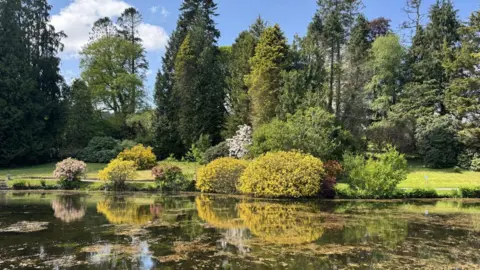 There is a large lake which has shrubs and azalea and rhododendrons sitting next to it with a lawn behind and then huge trees hitting the skyline 