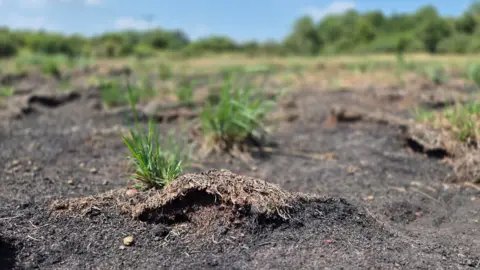 Stuart Woodward/BBC A close up of some patches of dirt with some tufts of grass growing through
