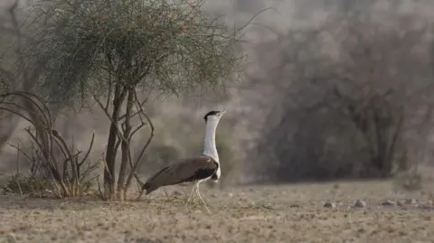 Radheshyam Pemani Bishnoi Una avutarda india vista en los bosques de Jaisalmer