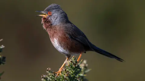 rspb-images.com A Dartford warbler sits on a green gorse branch singing, with its beak open and its throat feathers puffed out