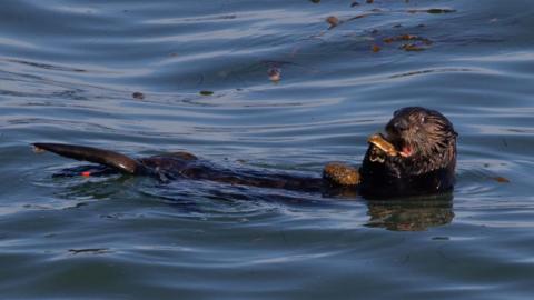 a southern sea otter using a rock anvil to break open shellsfish, in the Pacific Ocean off the coast of California, U.S..