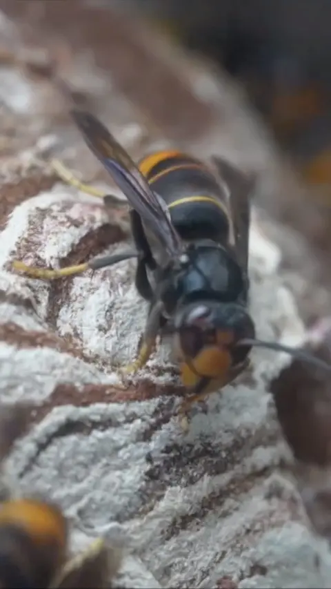 An Asian hornet on a nest