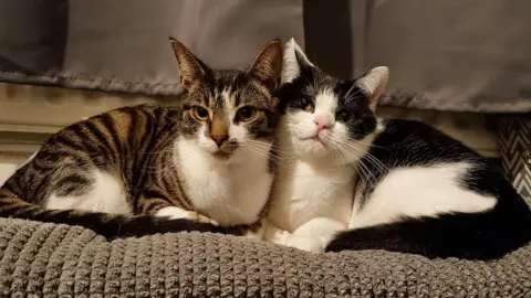 Samantha Day Two cats sitting side-by-side on a sofa