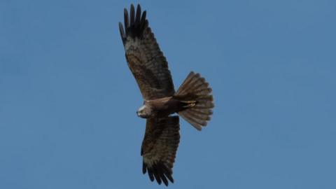Marsh Harrier in flight with outstretched wings and tail and looking towards the camera against a blue cloudless sky