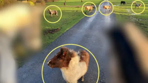 Natalie Marsh can see the six dowries in the photo that two stand on the road and four in the distance there is one in the front of the brown and white image.