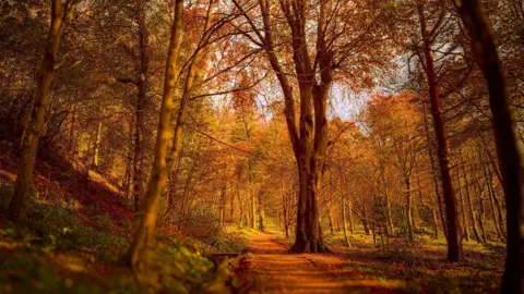 Gareth Burge An autumnal scene, with the sun shining through the trees. The image has an orange and golden glow. Trees are on either side of a path going through the centre. They have brown and orange leaves. The path is dark coloured and has the shadows of the sun across it.