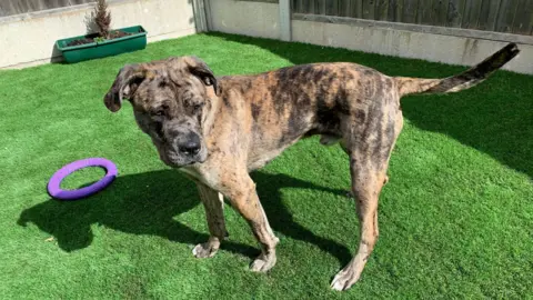 RSPCA A large brown dog stands on grass and looks to the right of the camera. A purple toy ring is on the grass.