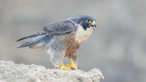 A Peregrine falcon standing on a cliff edge with its beak open. 