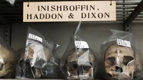 curator.ie Skulls taken from Inishbofin island 