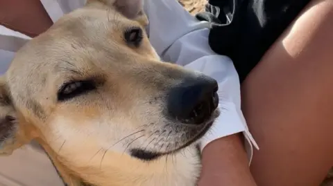 Supplied A close-up shot of a light-haired dog's face. Behind the animal is a woman with an arm around it.  