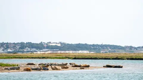 ZSL Seals spotted on the during the survey in August