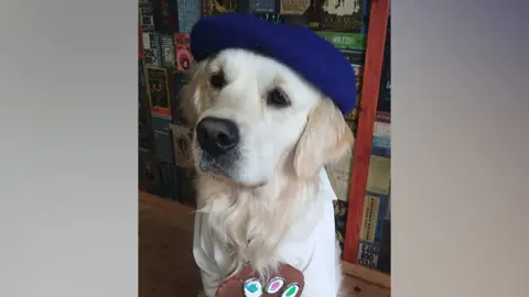 Rowen Saunders Pickles the golden retriever wearing a blue beret
