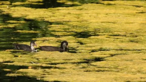 Getty Images A lake with green lumpy algae sitting on the surface. There are two coots swimming through it