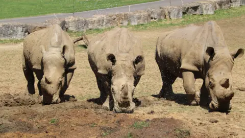 Longleat Three large rhinos walking towards the camera on a muddy patch of land. There is water spray in the air and the ground is slightly wet as they enjoy a cool shower.