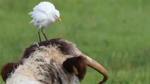 Lisa Wilkinson Gamble A white small bird with a yellow beak and long dark legs stands on the head of a longhorn cow, with dark brown and white fur.