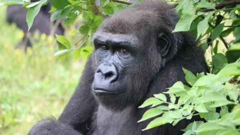 A female gorilla in a grassy area, looking towards the camera.