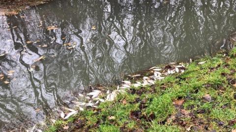 Dead fish at Ferry Meadows 