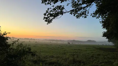 A wide shot of a field containing many cows with mist hanging in the air and a low sunlight coming from the left.