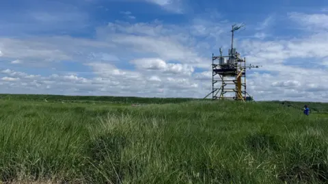 Victoria Gill/BBC The image shows a yellow tower built of scaffolding poles that sits in a green carpet of marshland grass. The tower is fitted with analytical equipment that is measuring gases in the atmosphere around the saltmarsh