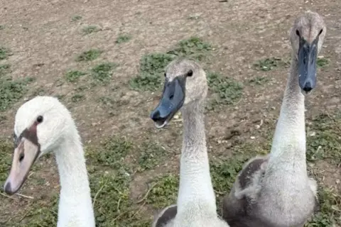 Hayley Cockayne Three swans, one is white and two are grey. They are walking on a green field. 