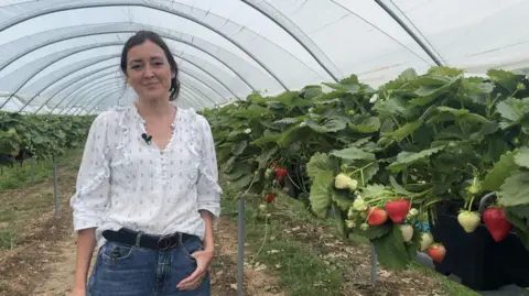 Amelia McLean stood in a long polytunnel. A row of strawberry plants with red and yellow berries hanging off them are seen beside her.