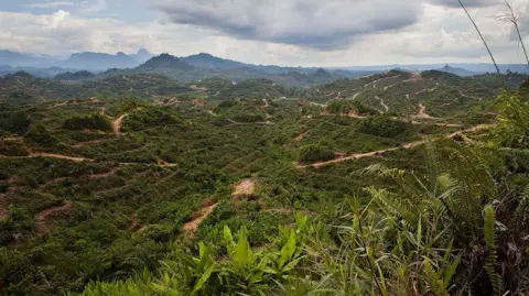Getty A view showing deforestation of the mountainous terrain in the Limbang area of Sarawak, Borneo