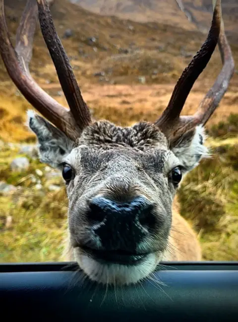 Ross Tetlow Deer at car window: Ross Tetlow