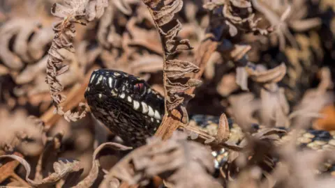 Paul Rayney A black adder with red eyes sits curled up in some brown leaves. 