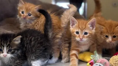 Coventry cat rescue charities overwhelmed by demand