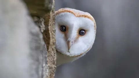 Getty Images A barn owl peeks out from behind a tree. 