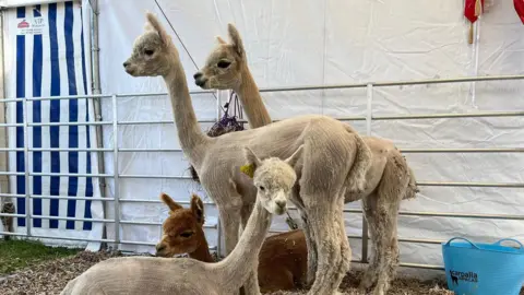 Four shaved alpacas at the show in 2025. Two of the alpacas are stood up and two are sat down.