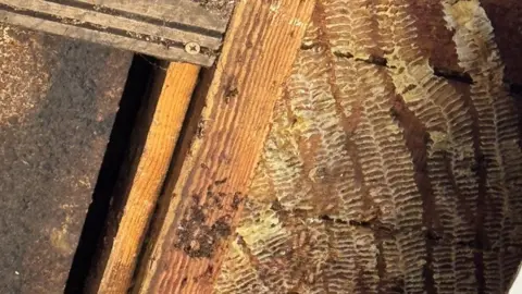 Minstead Trust Honeycomb with honey in the ceiling of a first floor room at Minstead Lodge