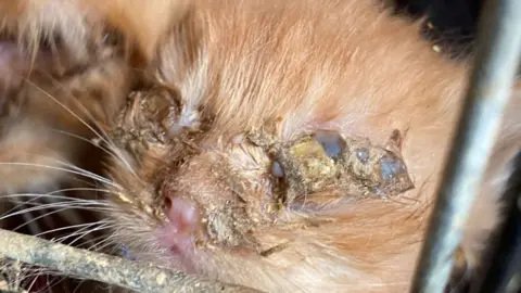 A close-up of a small kitten with discharge all over its eyes.