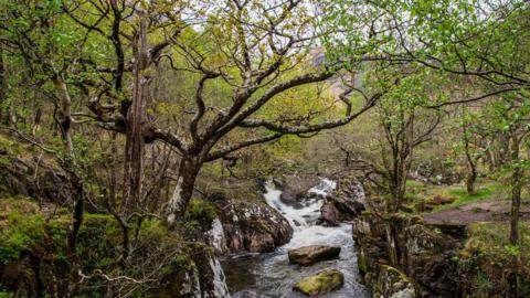 Atlantic woodland