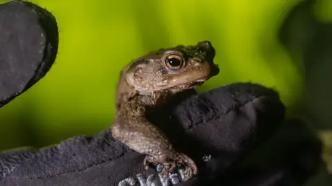 A brown toad with hazel eyes sits on a black glove. It has rubbery skin with warts. There is a black glove holding the toad with a green background.