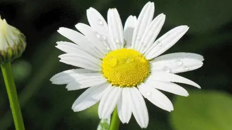 GillsEyeView/BBC A daisy flower with rain droplets on 