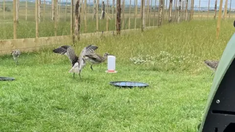 Hand-reared curlew chicks at Elmley Nature Reserve