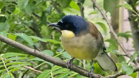 Blackpool Zoo An adult blue-crowned laughingthrush bird on a branch of a tree. It has a navy blue head, dark eyes, yellow beard and white and grey chest and a patch of brown on its back