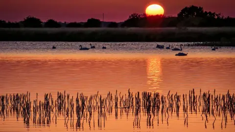 BBC Weather Watchers/Simon Luckman An expanse of deep orange coloured water with reeds sticking out in the foreground, swans floating in the distance beneath a bank and a yellow sun setting in a deep pink sky.