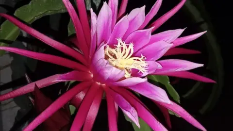 Chiradeep Ma A spectacular pink, spiky cactus fruit flower. Its outer petals are long and thin, the inner petals are rose-like and in the middle are yellow stalks.