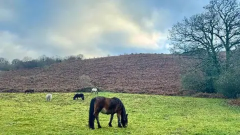 Chagfordian Mottled-blue skies above rolling brown and green fields in Chagford, Devon, with three brown and two white horses grazing.
