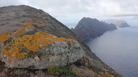 Gerardo Garcia/Kebun Binatang Chester Pulau terpencil, tenggara Madeira 